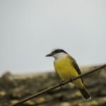 yellow and black bird on brown tree branch