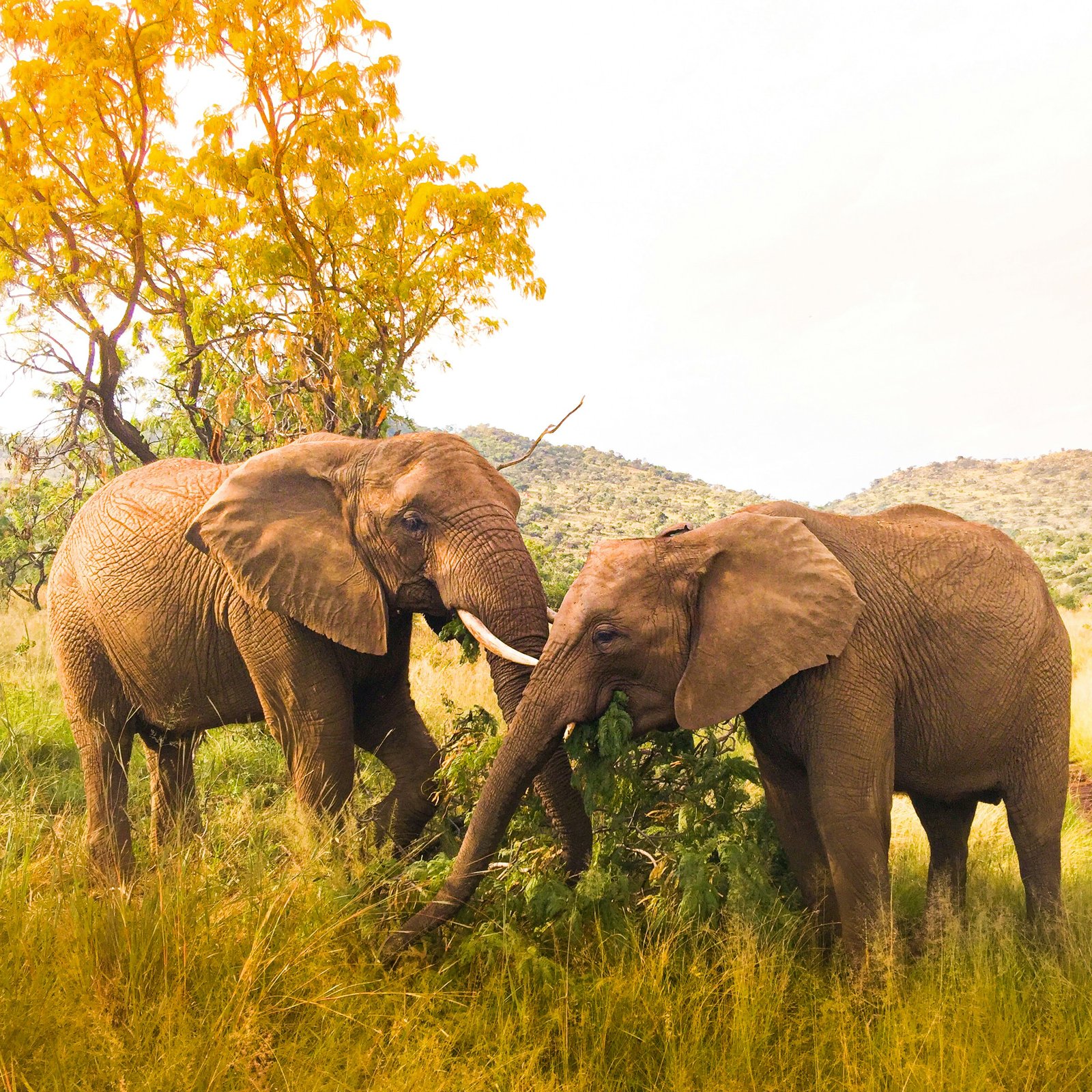 brown elephant on green grass field during daytime